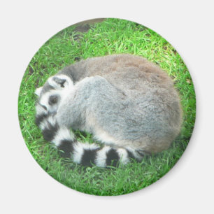 Aimant Lémur de sommeil sur l'herbe
