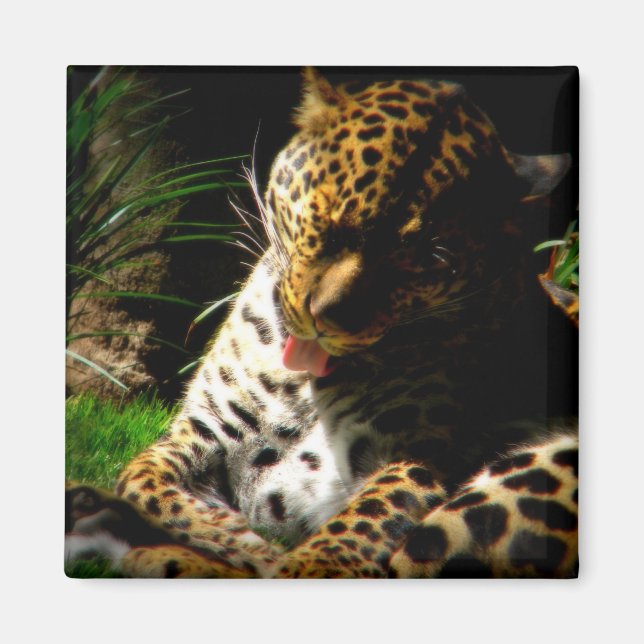 Aimant Leopard de bain (Devant)