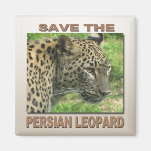 Aimant Léopard persan