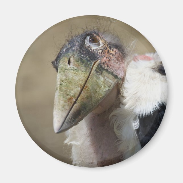 Aimant Leptoptilos crumeniferus (Devant)