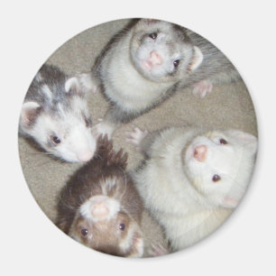Aimant Les 4 furets de mousquetaire !