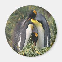Les amoureux des pingouins