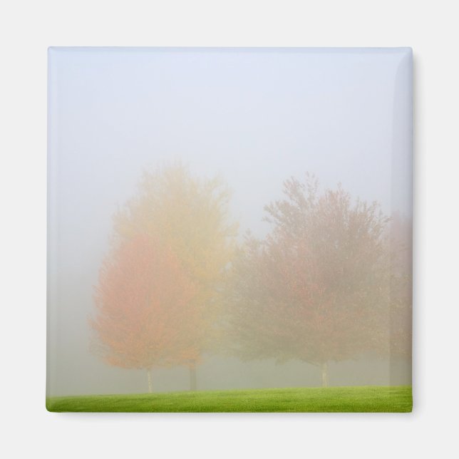 Aimant Les arbres tombants noyés dans la brume (Devant)