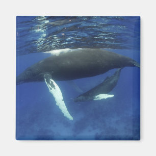 Aimant Les Caraïbe, archipel du Grandes Antilles,