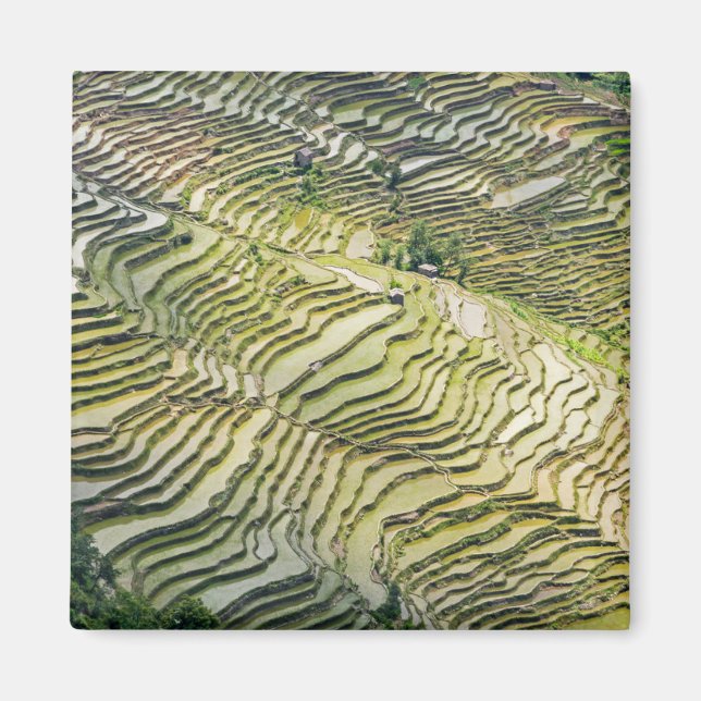 Aimant Les célèbres terrasses de riz yuanyang - Yunnan, C (Devant)