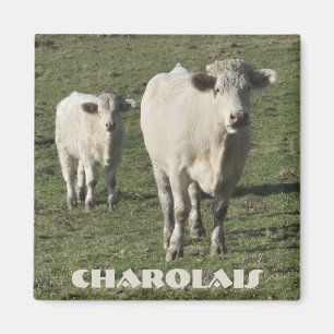Aimant Les charolais effrayent et l'aimant de veau