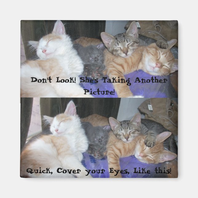 Aimant Les chatons -aka Les garçons - photos amusantes (Devant)