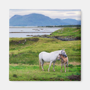 Aimant Les chevaux de Connemara   Galway, Irlande