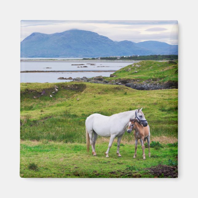 Aimant Les Chevaux du Connemara | Galway, Irlande (Devant)
