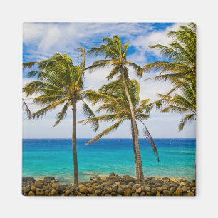 Aimant Les cocotiers (Cocos nucifera) se balancent dans