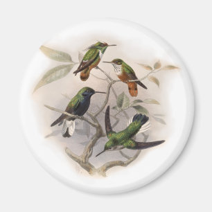 Aimant Les colibris en vol