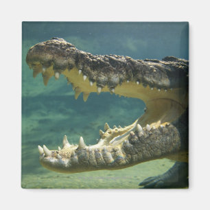 Aimant Les crocodiles ouvrent la bouche