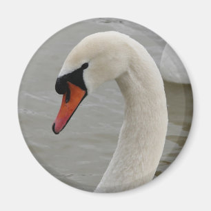 Aimant Les cygnes dans le lac