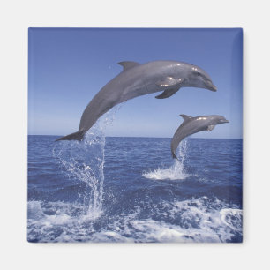 Aimant Les dauphins des Caraïbes