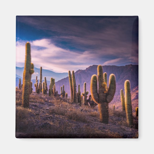 Aimant Les déserts | Cactus Paysage Argentine (Devant)