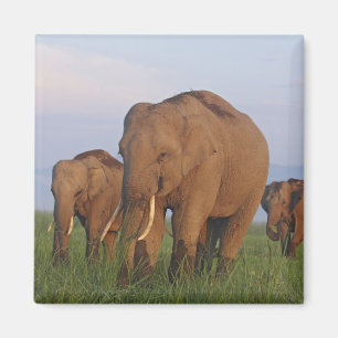 Aimant Les éléphants indiens dans les Prairies