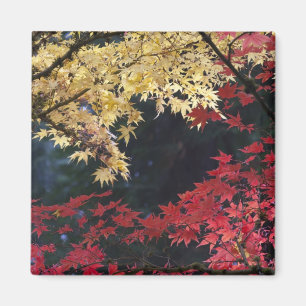 Aimant Les érables en automne