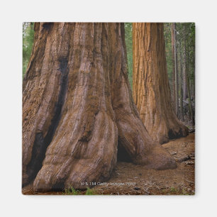 Aimant Les Etats-Unis, la Californie, arbre de séquoia
