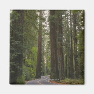 Aimant Les Etats-Unis, la Californie, route par la forêt