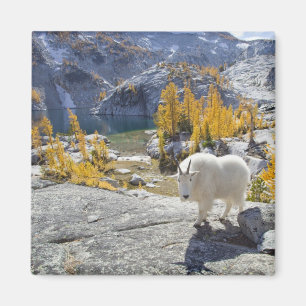 Aimant Les Etats-Unis, WA, enchantements alpins de région