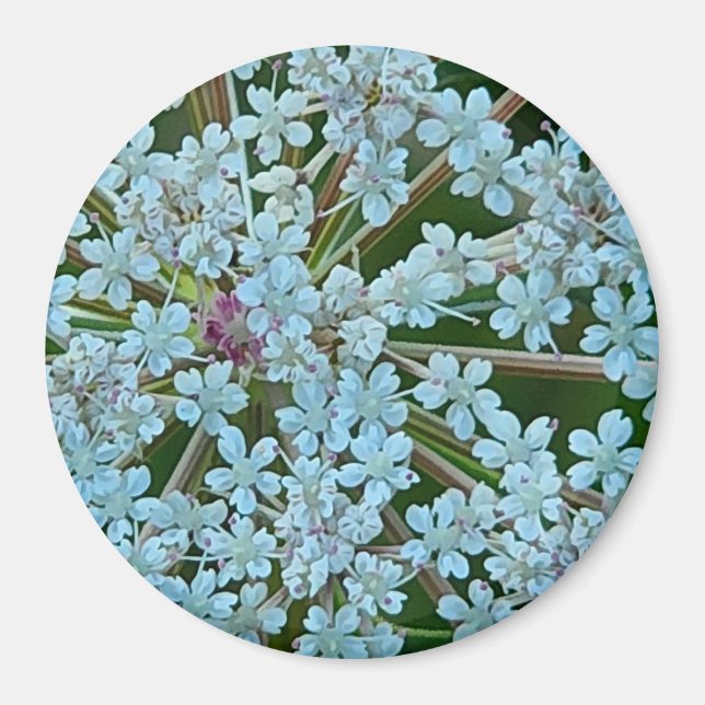 Aimant Les fleurs de dentelle de la reine Anne (Devant)