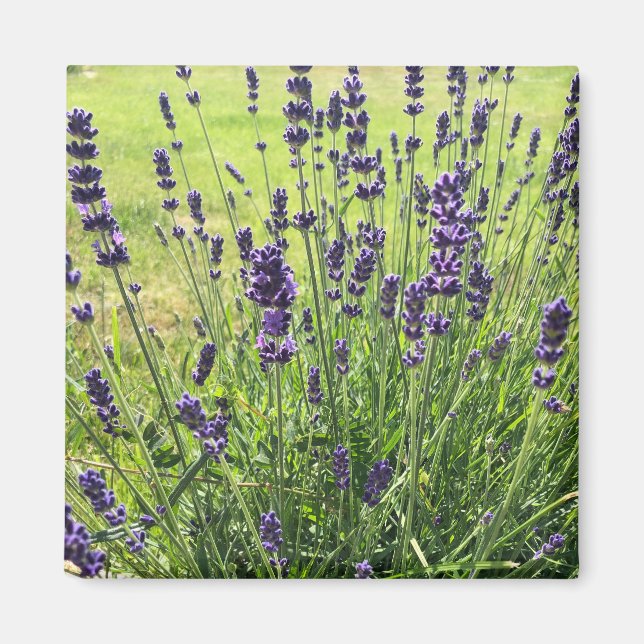 Aimant Les fleurs de Lavanda en été (Devant)
