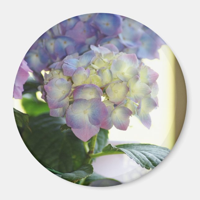 Aimant Les fleurs d'Hydrangea (Devant)