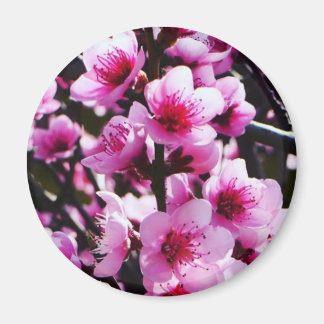 Aimant Les fleurs du printemps