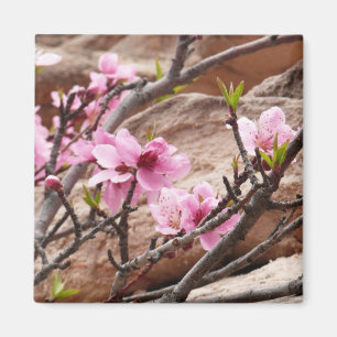 Aimant Les fleurs du printemps sur les rochers de Sion
