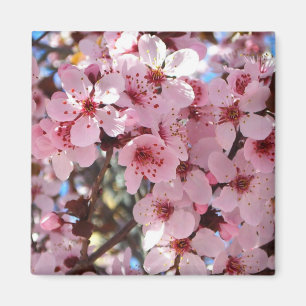 Aimant Les fleurs roses sur l'arbre à fleurs ornemental