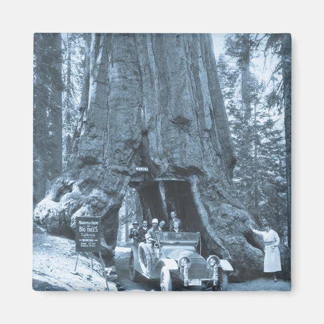 Aimant Les grands arbres de Mariposa Grove (Devant)