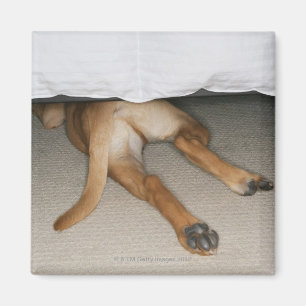 Aimant Les pieds et la queue du laboratoire jaune