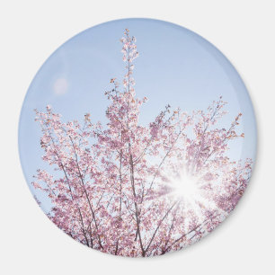 Aimant les rayons du soleil traversent les fleurs roses d