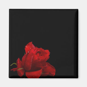 Aimant Les roses sont rouges