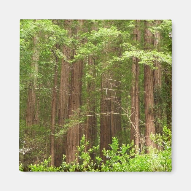 Aimant Les séquoias au monument national de Muir Woods (Devant)
