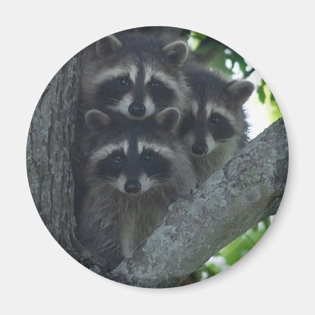 Aimant Les Trois Amigos (Devant)