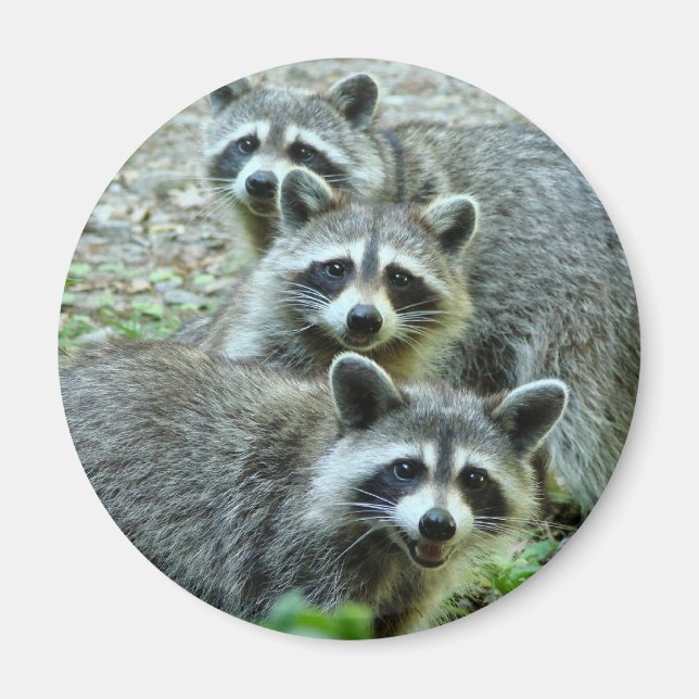 Aimant Les Trois Raccoons (Devant)