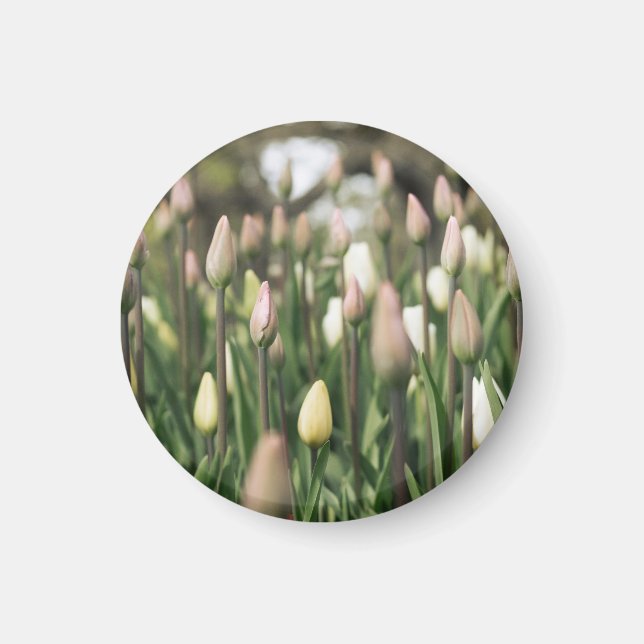 Aimant Les tulipes commencent à fleurir (Devant)