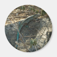 Lézard à queue fouettée d'Aruba Photographie d'ani
