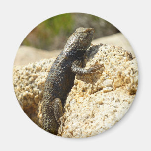 Aimant Lézard épineux à dos jaune à Joshua Tree
