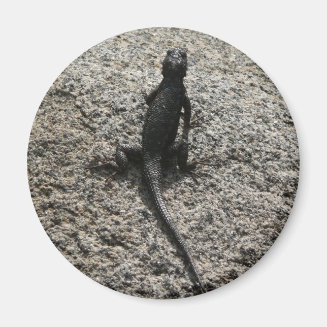 Aimant Lézard noir (Devant)