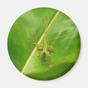 Aimant Lézard vert sur feuille verte