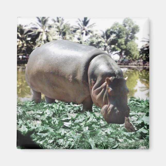 Aimant L'Hippo Et L'Oiseau (Devant)