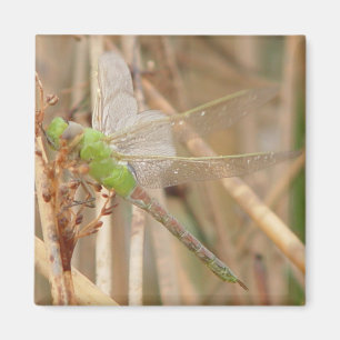 Aimant Libellule verte I1
