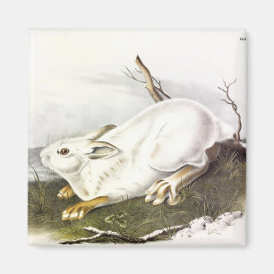 Aimant Lièvre d'Amérique, hiver (lièvre du Nord) par Audu