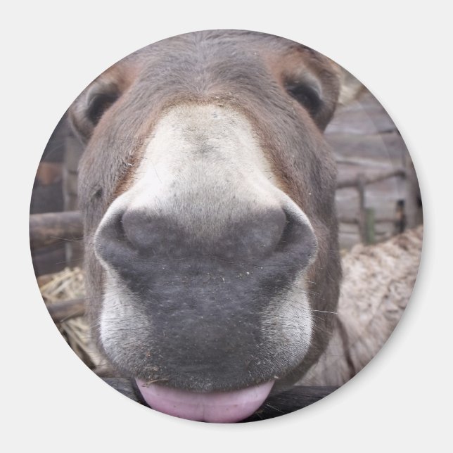 Aimant Ligne Animale - Arre burriquito (Devant)