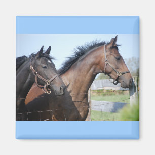 Aimant Ligne de fin de course de cheval