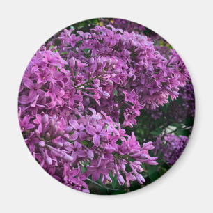 Aimant lilas rose violet   photo florale rose romantique