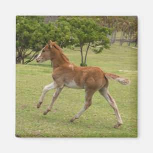 Aimant L'île de Pâques aka Rapa Nui