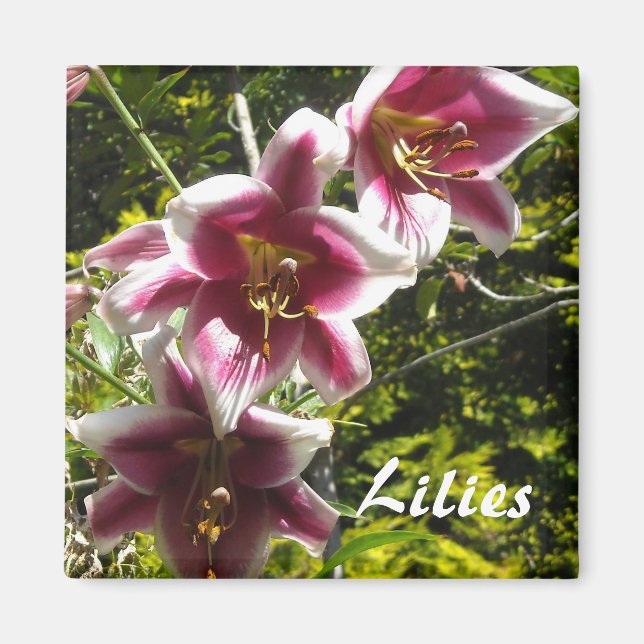 Aimant Liliums (Devant)